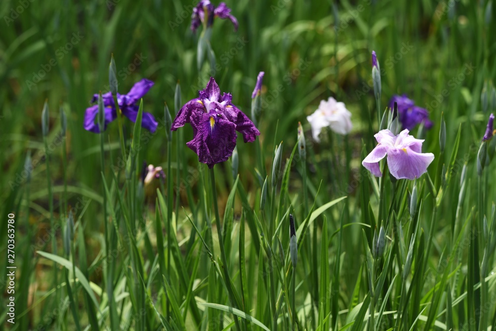 Japanese iris is blooming in the iris garden. Japanese iris is blooming in the iris garden.