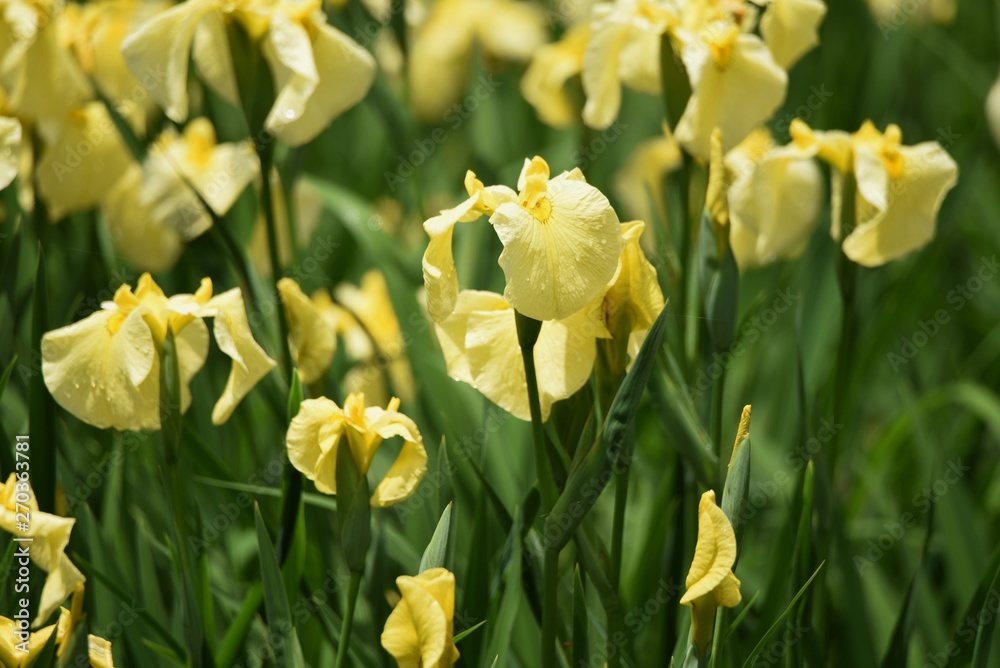 Japanese iris is blooming in the iris garden. Japanese iris is blooming in the iris garden.