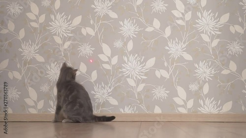 Cat chasing and trying to catch laser pointer on the wall