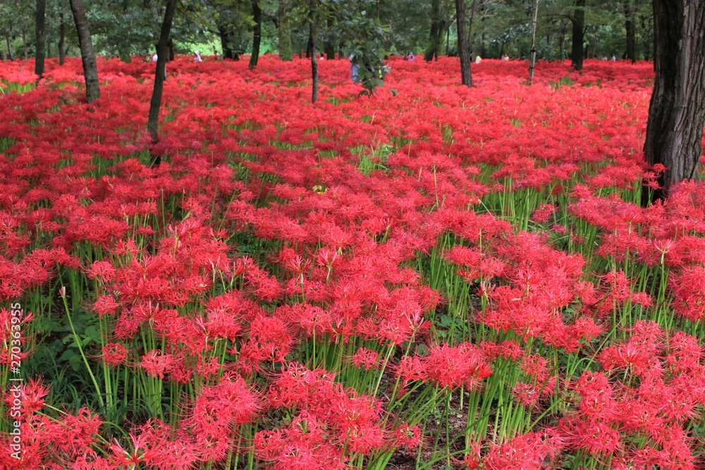 巾着田の曼殊沙華
