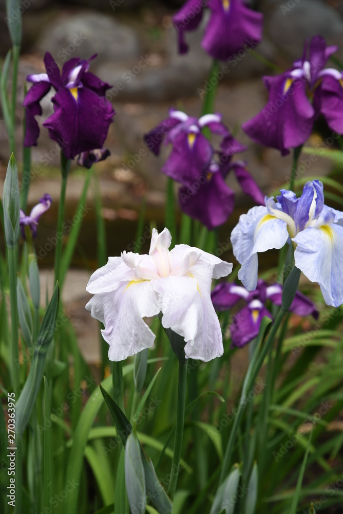 Japanese iris is blooming in the iris garden. Japanese iris is blooming in the iris garden.