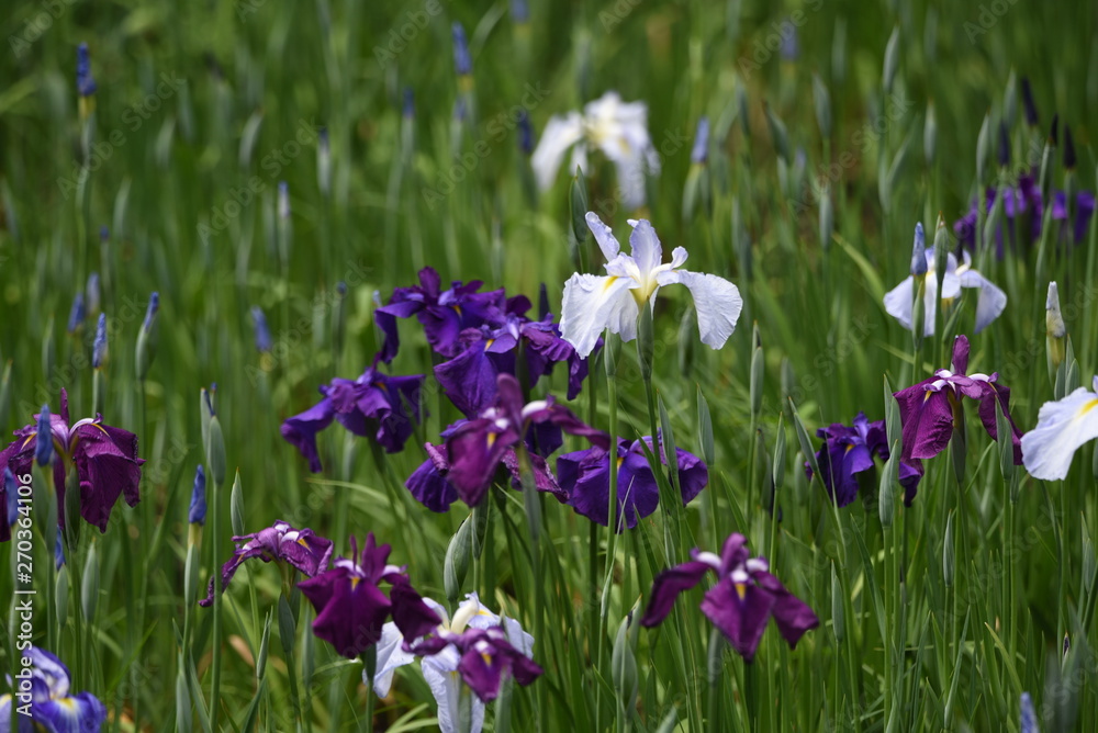 Japanese iris is blooming in the iris garden. Japanese iris is blooming in the iris garden.