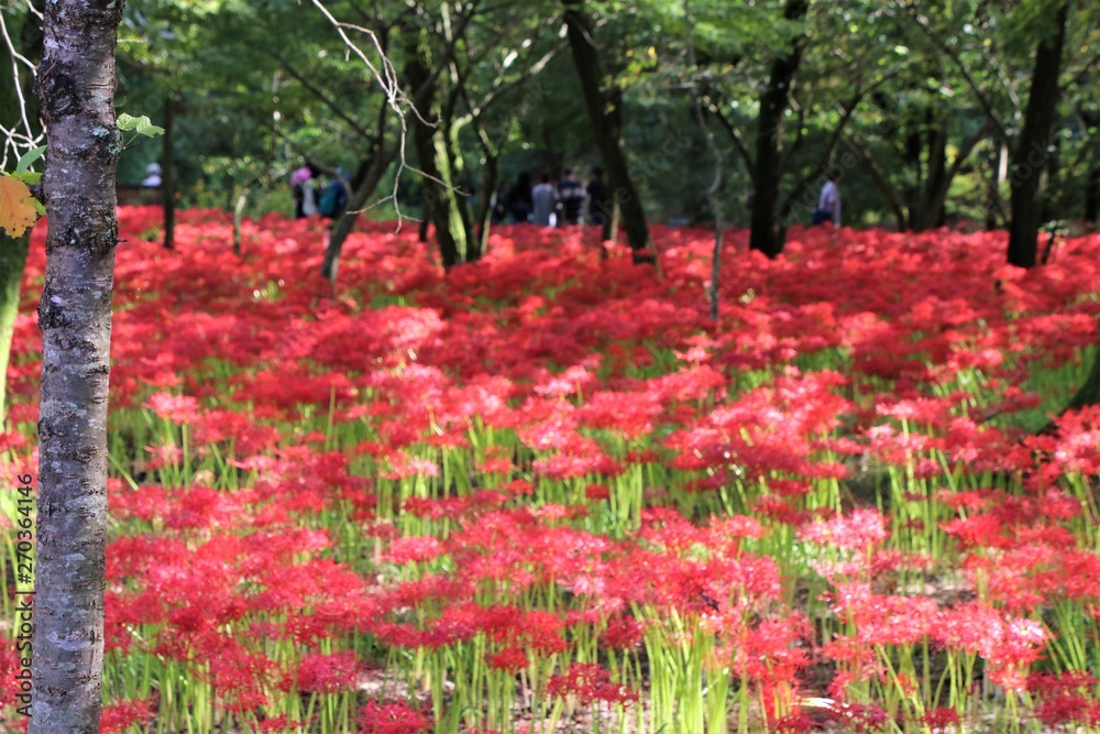 巾着田の曼殊沙華