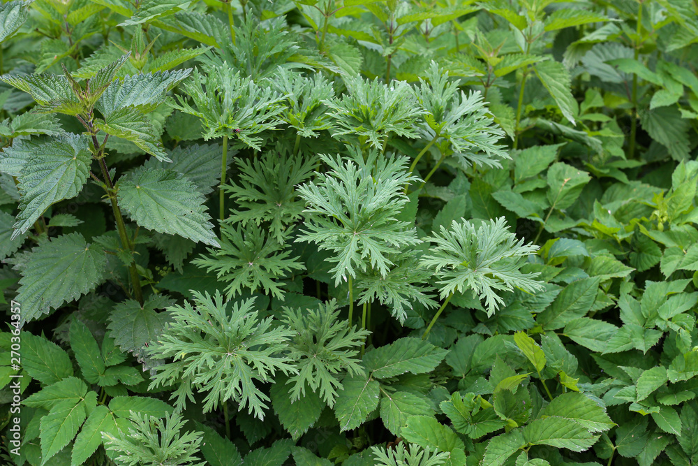 Green plants growing under the trees in the forest Green plants growing under the trees in the forest