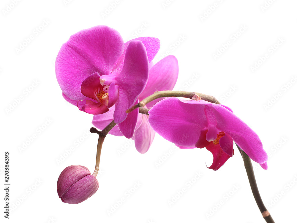 Naklejka premium Blooming pink orchid, phalaenopsis is isolated on white background.