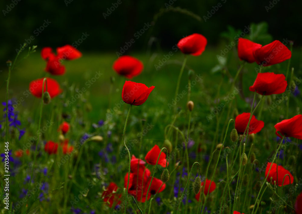 poppy field of red poppies