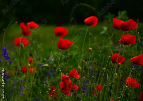 poppy field of red poppies © predrag