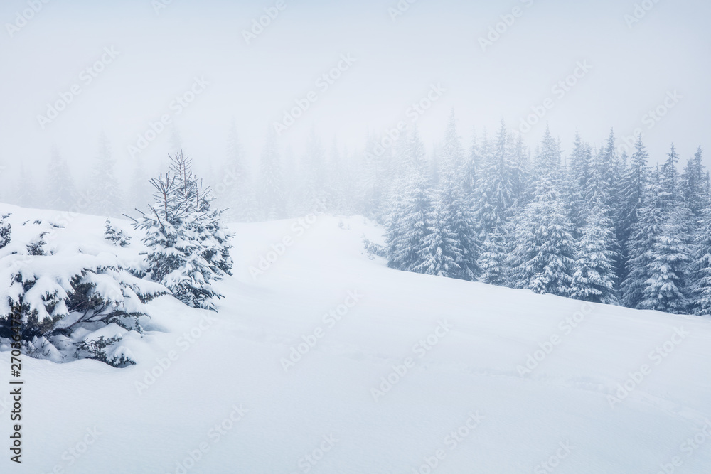 Fototapeta premium Mountain valley after a huge blizzard. Splendid outdoor scenewith snow covered fir trees, Happy New Year celebration concept. Beauty of nature concept background.