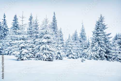 Bright winter morning in mountain forest with snow covered fir trees. Wonderful outdoor scene, Happy New Year celebration concept. Artistic style post processed photo.
