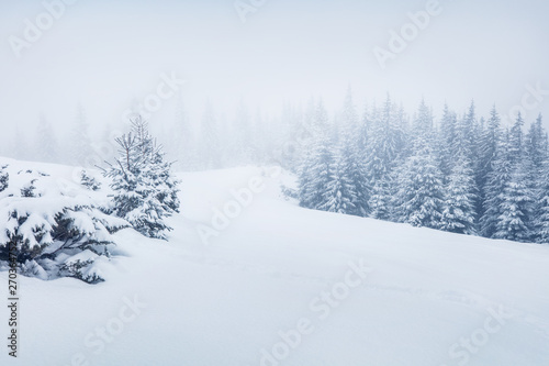 Mountain valley after a huge blizzard. Splendid outdoor scenewith snow covered fir trees, Happy New Year celebration concept. Beauty of nature concept background. © Andrew Mayovskyy