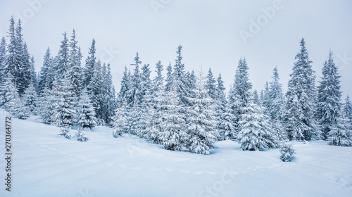 Frosty winter morning in mountain foresty with snow covered fir trees. Splendid outdoor scene, Happy New Year celebration concept. Artistic style post processed photo.