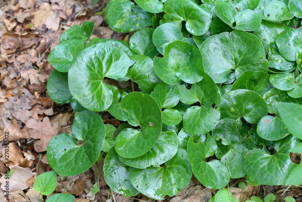 Green plants growing under the trees in the forest Green plants growing under the trees in the forest