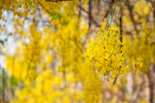 Golden Shower Tree or Cassia fistula with sunlight.Summer.