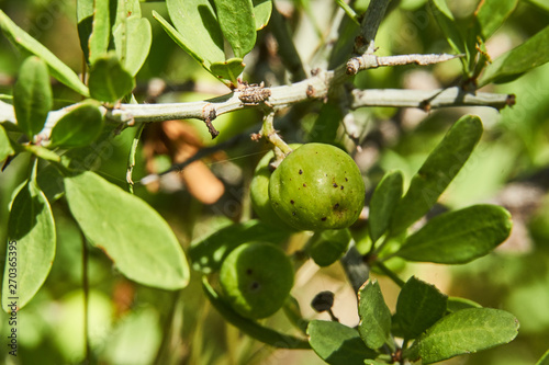 Closeup macro of green fruit of Lotebush, Lote-bush Condalia (Ziziphus obtusifolia) or also Warnock's Snakewood, or Mexican Crucillo. Texas Desert Flora photo