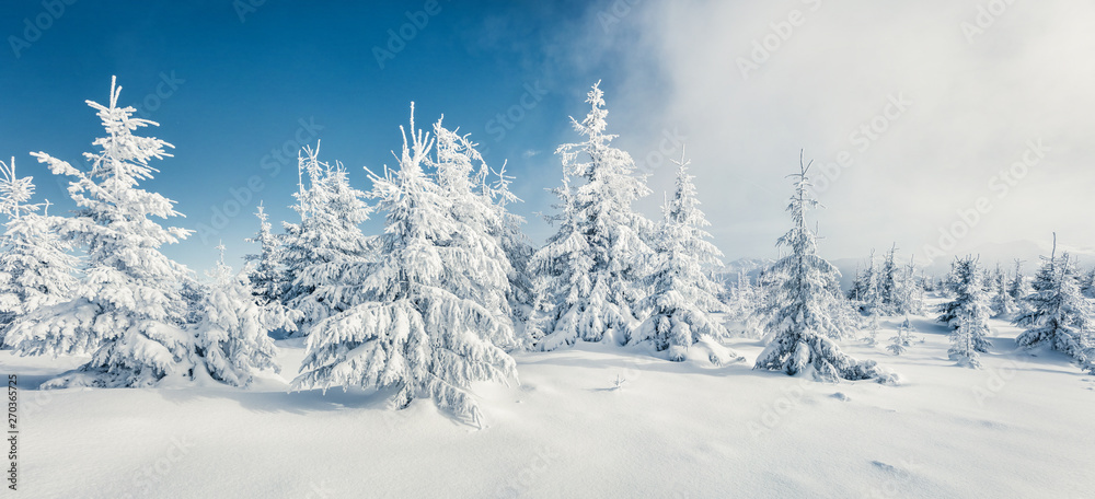 Fantastic winter panorama of mountain forest with snow covered fir trees. Colorful outdoor scene, Happy New Year celebration concept. Beauty of nature concept background.