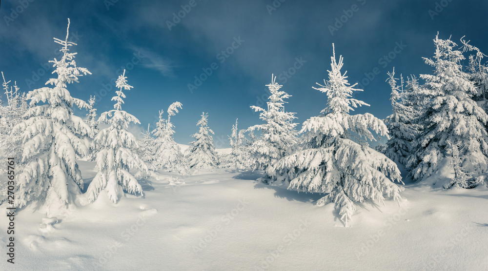 Frosty winter morning in mountain forest with snow covered fir trees. Splendid outdoor scene, Happy New Year celebration concept. Artistic style post processed photo.