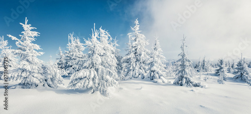 Fantastic winter panorama of mountain forest with snow covered fir trees. Colorful outdoor scene  Happy New Year celebration concept. Beauty of nature concept background.
