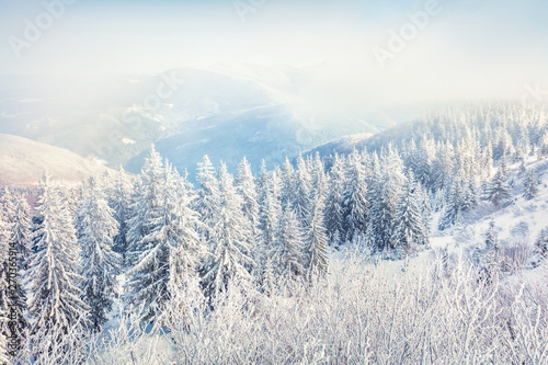 Bright winter view of Carpathian mountains with snow covered fir trees. Great outdoor scene, Happy New Year celebration concept. Artistic style post processed photo.