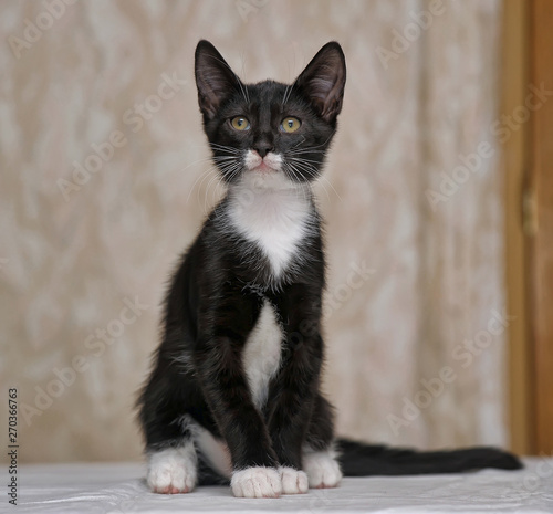 cute black and white kitten with a white breast