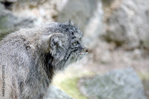 Wild Cat Otocolobus Manul Watching