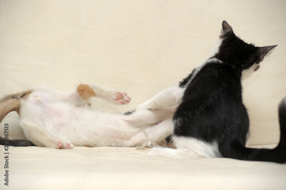 two kittens play together on a light background