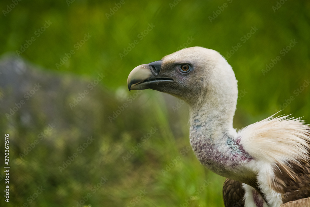 14.05.2019. Berlin, Germany. Zoo Tiagarden. The eagle sits and observes what occurs among greens around. Big wild bird. Nature. 14.05.2019. Berlin, Germany. Zoo Tiagarden. The eagle sits and observes what occurs among greens around. Big wild bird. Nature.