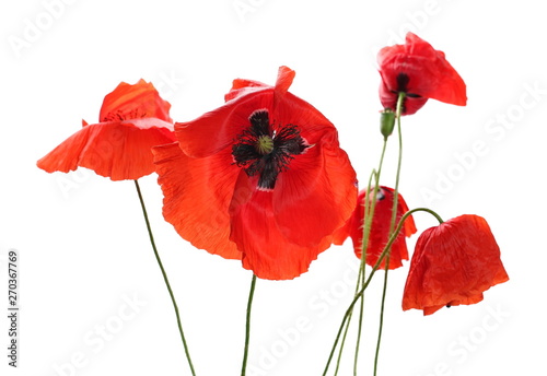 Red poppy flowers isolated on white background, clipping path