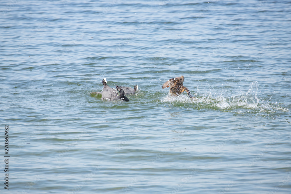 Fototapeta premium Mum defend ducklings 