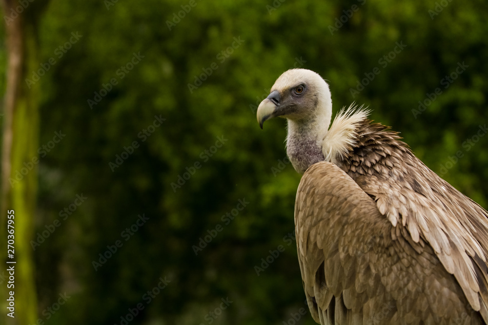 14.05.2019. Berlin, Germany. Zoo Tiagarden. The eagle sits and observes what occurs among greens around. Big wild bird. Nature. 14.05.2019. Berlin, Germany. Zoo Tiagarden. The eagle sits and observes what occurs among greens around. Big wild bird. Nature.