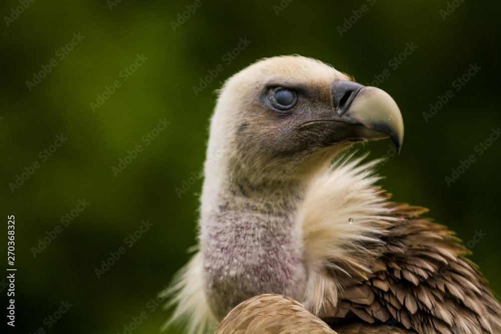 14.05.2019. Berlin, Germany. Zoo Tiagarden. The eagle sits and observes what occurs among greens around. Big wild bird. Nature. 14.05.2019. Berlin, Germany. Zoo Tiagarden. The eagle sits and observes what occurs among greens around. Big wild bird. Nature.