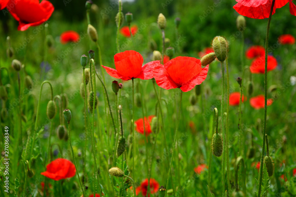 Obraz premium poppy field of red poppies