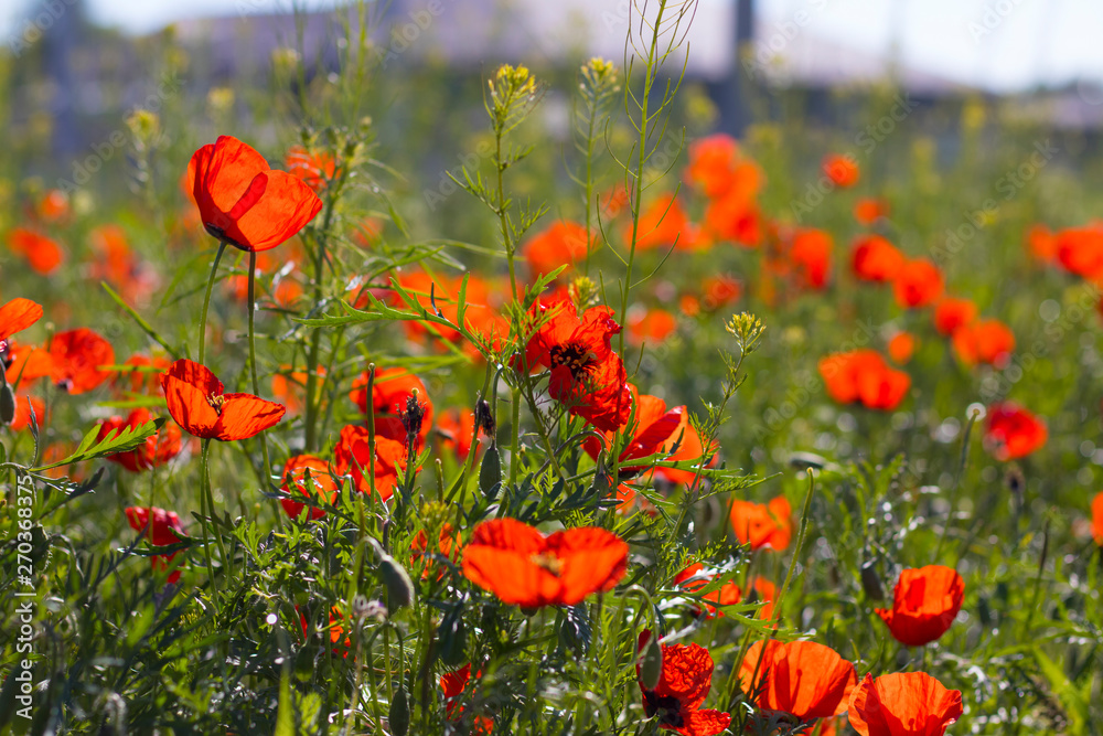 Obraz premium Wild red poppies in the field. Selective focus. Beauty, spring, morning. Drugs, opium, opium poppy, drug control.