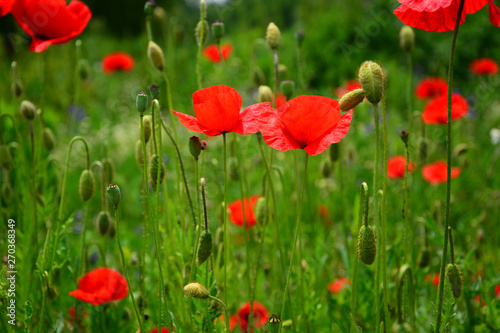 poppy field of red poppies © predrag