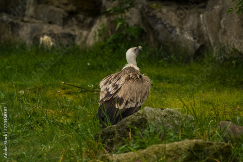 14.05.2019. Berlin  Germany. Zoo Tiagarden. The eagle sits and observes what occurs among greens around. Big wild bird. Nature.