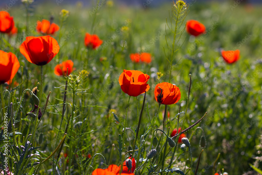Fototapeta premium Wild red poppies in the field. Selective focus. Beauty, spring, morning. Drugs, opium, opium poppy, drug control.
