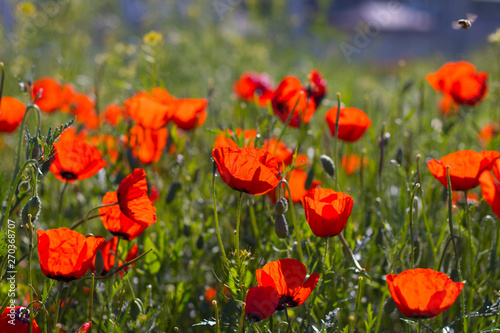 Wild red poppies in the field. Selective focus. Beauty, spring, morning. Drugs, opium, opium poppy, drug control.