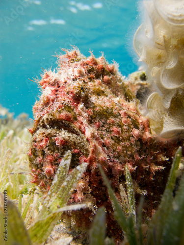 Red Warty Frogfish next to a coral on the bottom of the sea. photo