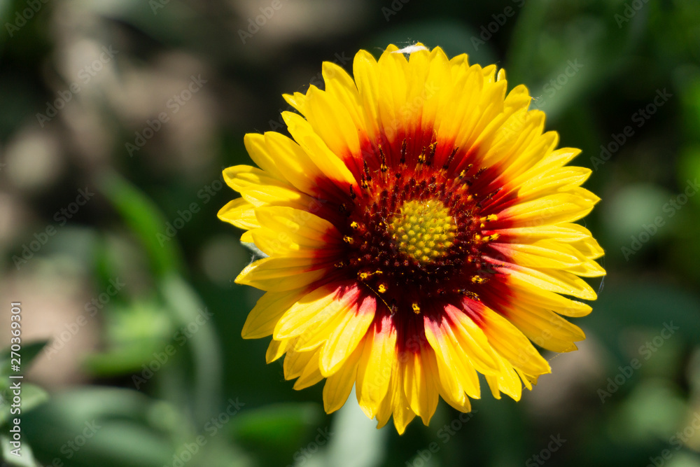 blooming sunflower in the garden blooming sunflower in the garden