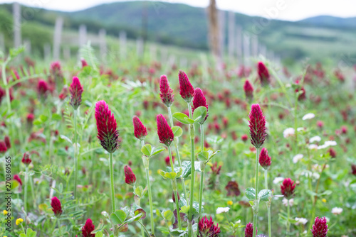 Inkarnat-Klee, Trifolium incarnatum, Gründüngung