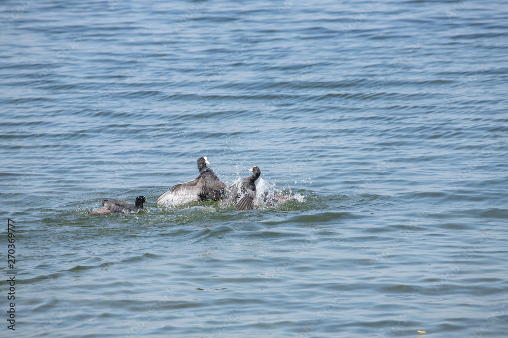 Fototapeta premium 3 fighting coot 2