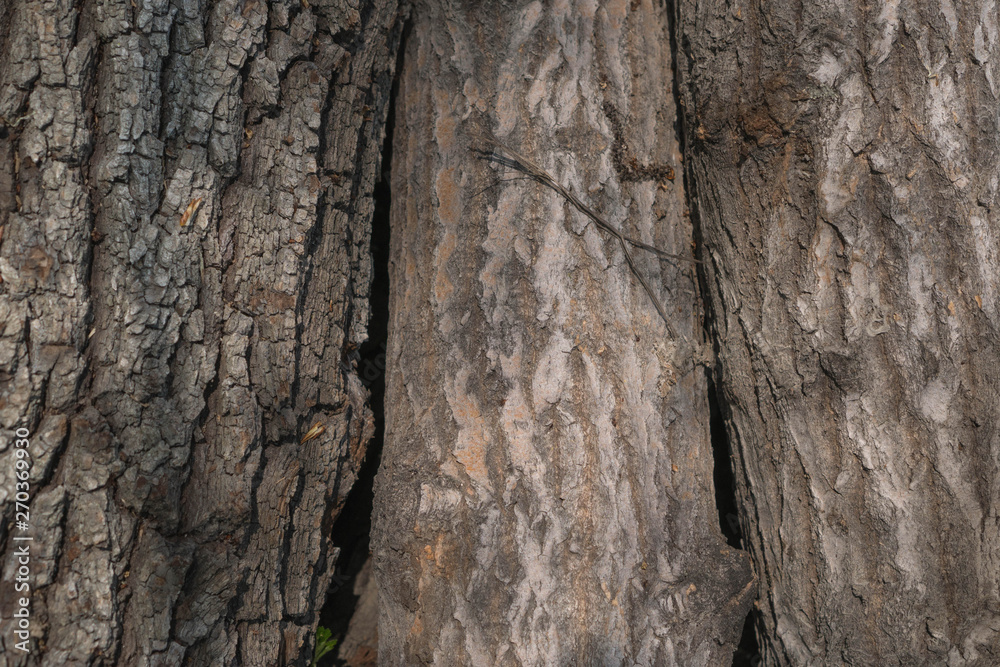 Three trees bark texture wallpaper. Bark of three trees, large deep cracks old trunk - poplar. Deeply cracked poplar bark background Three trees bark texture wallpaper. Bark of three trees, large deep cracks old trunk - poplar. Deeply cracked poplar bark background