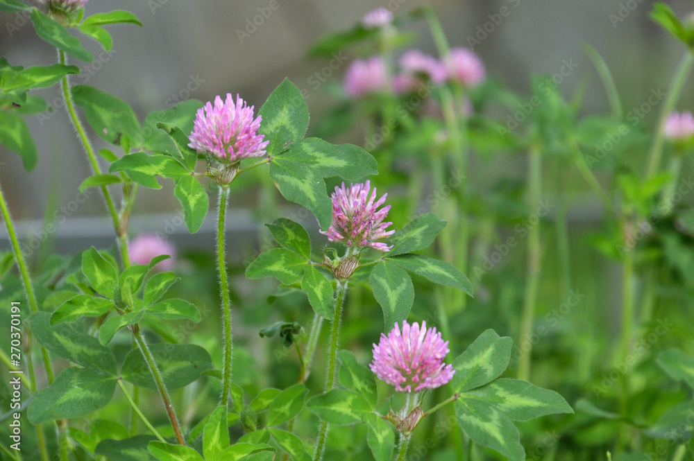 Fototapeta premium 赤いクローバーの花、アカツメクサ（別名ムラサキツメクサ）