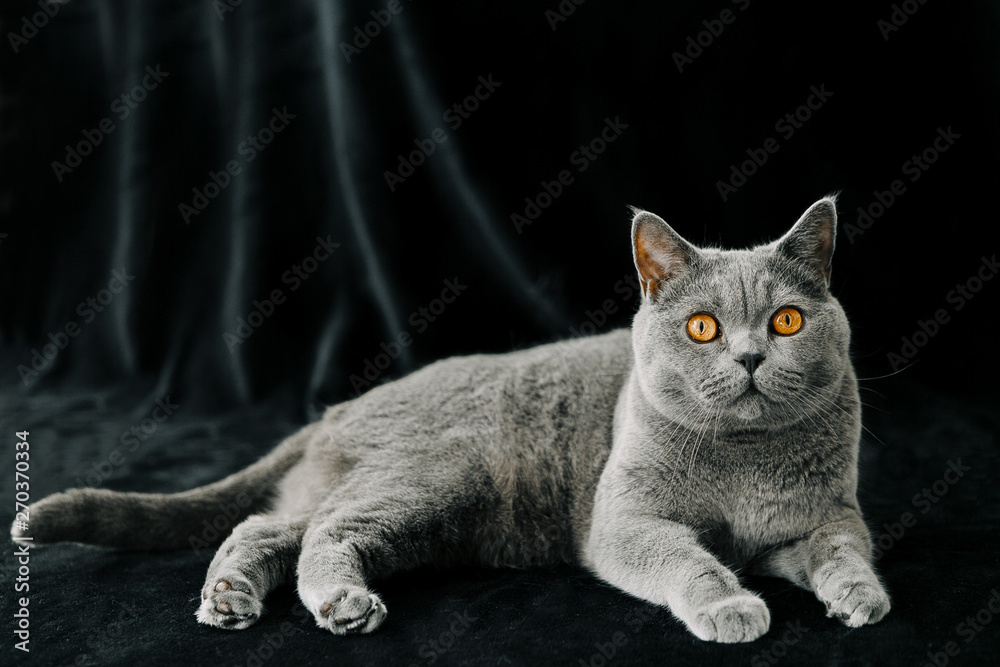 cat on a black background, British breed