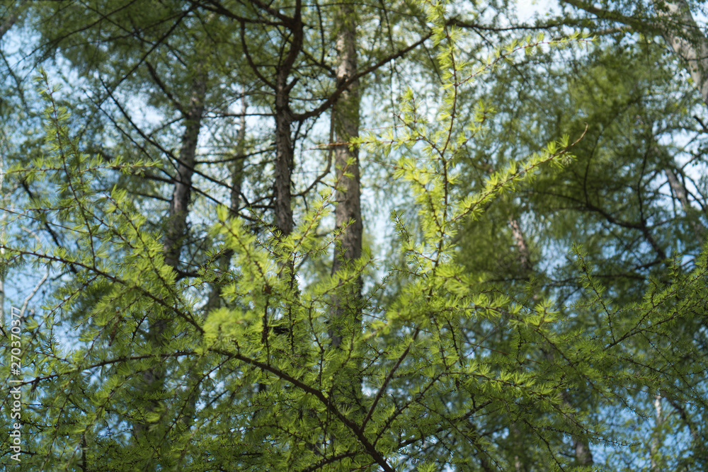 Obraz premium Bright green fluffy branches of larch tree. Larch tree branches in sunlight. freshness of summer day. Natural beauty of elegant larch tree twig. Branch of young larch