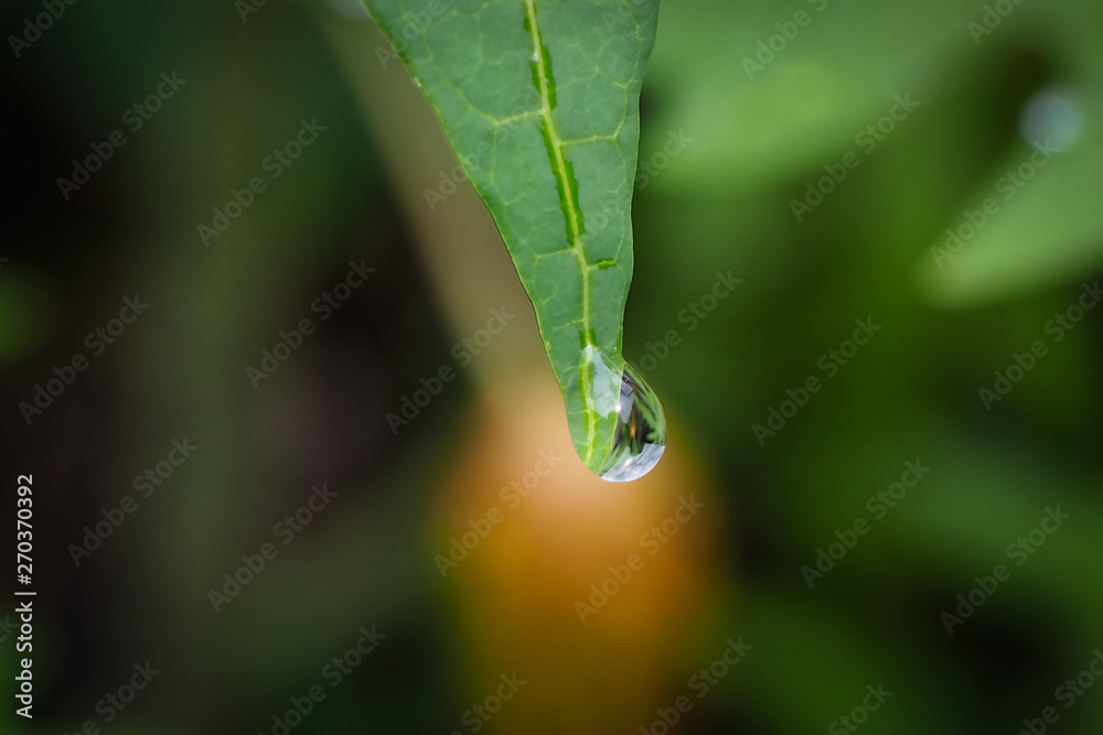 water drop on a leaf water drop on a leaf