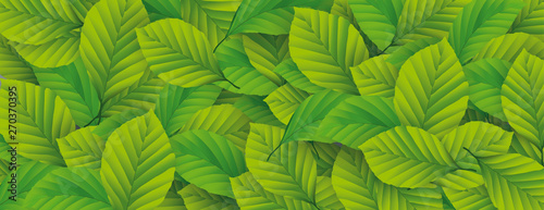 Eco Banner Green Beech Leaves Header