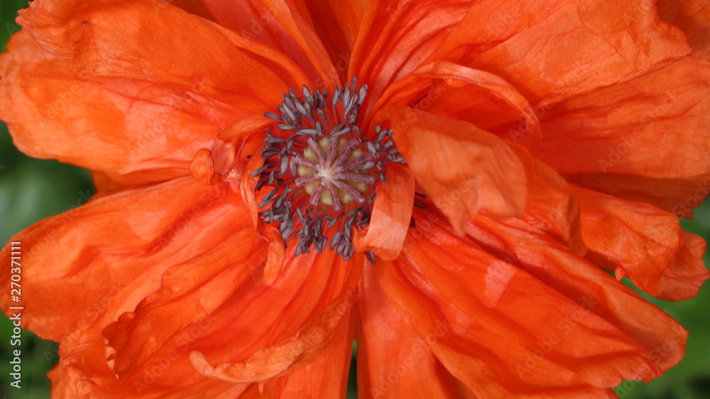 Obraz detail of bright orange papaver flower
