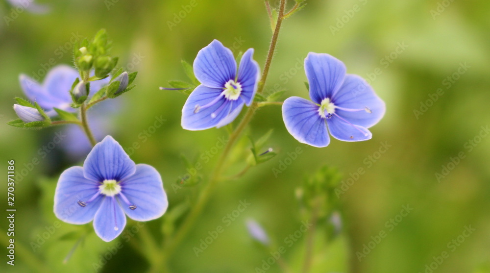 romantic detail of flower Veronica chamaedrys romantic detail of flower Veronica chamaedrys