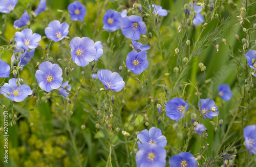 Hellblauer Lein für die Gewinnung von Leinsamen und weiters zur Erzeugung von Leinöl, flax