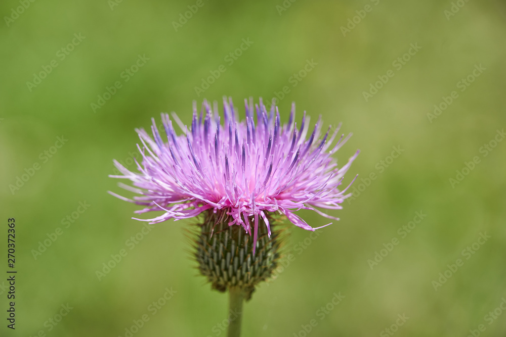 Close up macro of Isolated Beautiful Pink Texas Thistle bloom (Cirsium texanum) Close up macro of Isolated Beautiful Pink Texas Thistle bloom (Cirsium texanum)